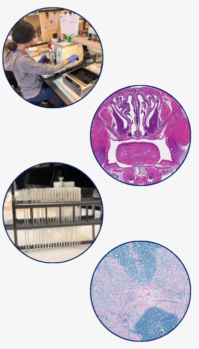 Four circles showing cell stains and histology equipment.